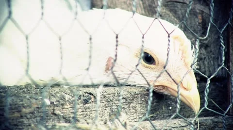 Sick chicken behind the wire fence. Stockbeeldmateriaal 57328048