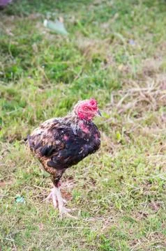 Sick chicken Stock Photos