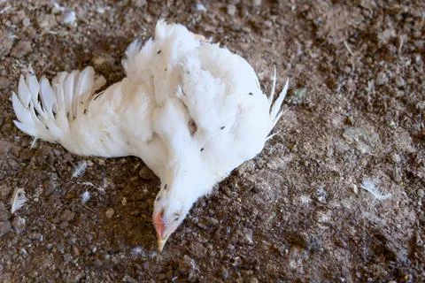 Sick Chicken Resting Poultry Farm Health Stock Photos