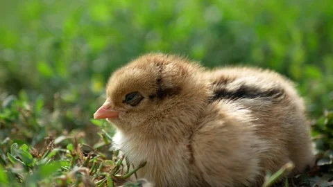 Sick Chicken Symptoms Stock Footage 111521892