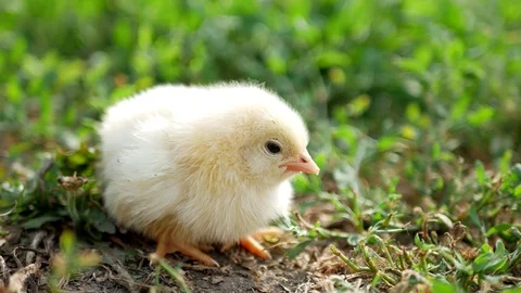 Sick Chicken Symptoms Stock Footage 111521904