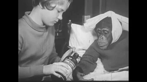 A sick chimpanzee is given cod liver oil and examined by a doctor, in 1937. Vídeos de archivo 141576359