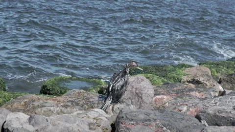 Sick Cormorant Flapping Its Wings on Rocky Seashore Stock Footage 345269073