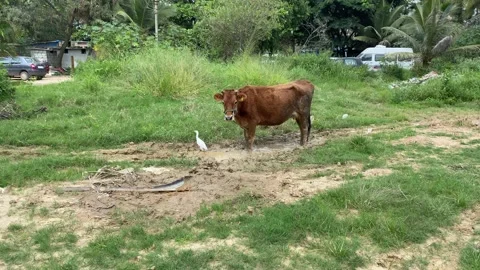 A sick cow standing on the ground Video stock 163753687