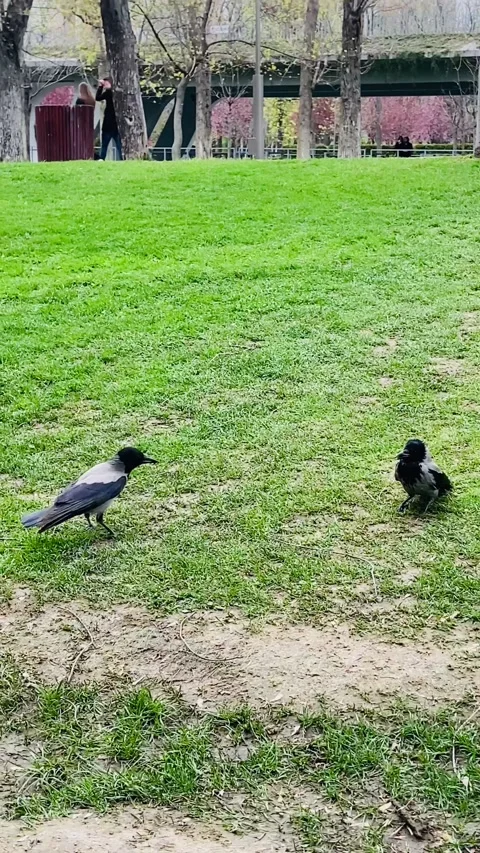 Sick crow sitting on the ground in the park. Another crow supports a friend. Stock Footage 238555977