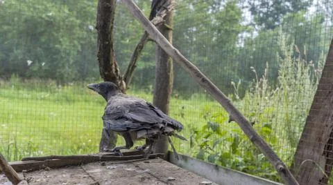 A sick crow without a wing in a bird shelter. Rescue of wild birds. Human car Stock Photos
