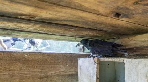A sick crow without a wing in a bird shelter. Rescue of wild birds. Human car Foto stock
