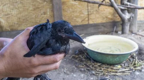 A sick crow without a wing in a bird shelter. Rescue of wild birds. Human car Foto stock