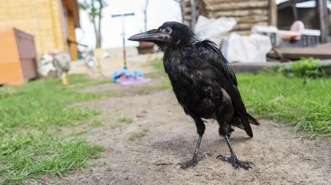 A sick crow without a wing in a bird shelter. Rescue of wild birds. Human car Stock Photos