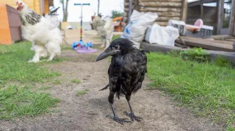 A sick crow without a wing in a bird shelter. Rescue of wild birds. Human car Stock Photos
