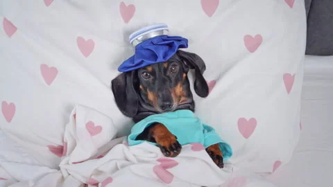 Sick dachshund in bed with ice pack on head Stock Footage 327142456