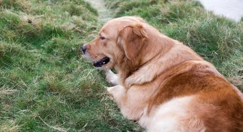 Sick dag Stock Photos