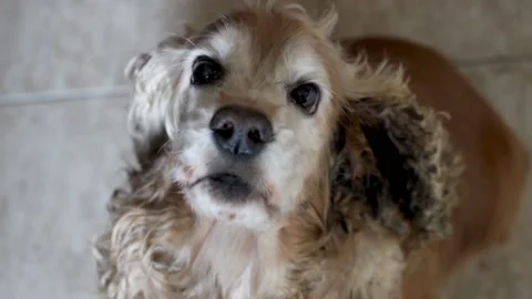Sick dog cocker spaniel looks with horror right in the eyes Stock Footage 160964003