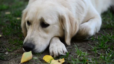 Sick dog Stock Footage 43234916