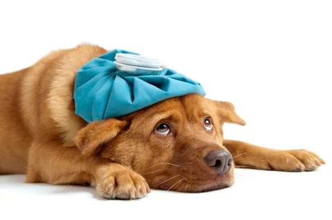 Sick dog 스톡 사진