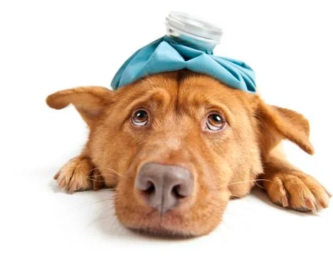 Sick dog Stock Photos