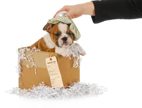 Sick dog Stock Photos