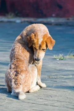Sick dog Stock Photos