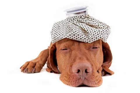 Sick as a dog Stock Photos