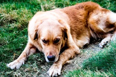 Sick dog Stock Photos