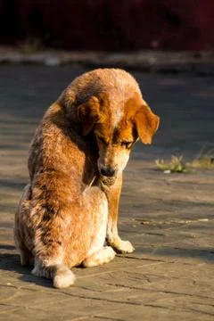 Sick dog Stock Photos