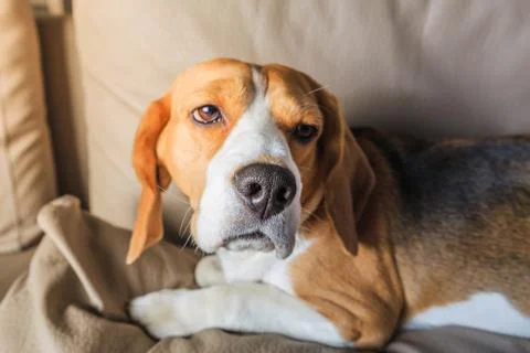 Sick dog Stock Photos