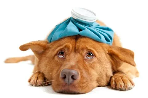Sick Dog Stock Photos