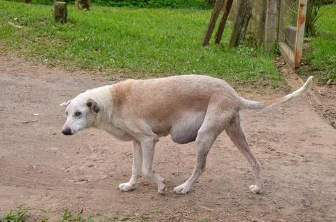 Sick dog Stock Photos