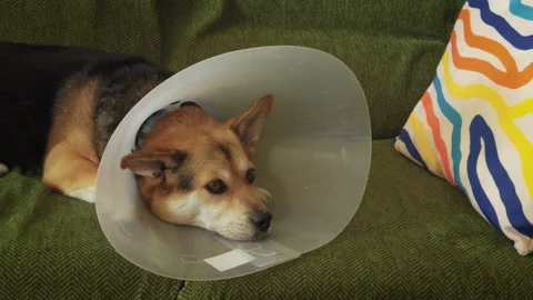 Sick Dog Resting on Sofa. Stock Footage 320942527