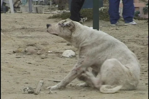 Sick Dog Scratching Stock Footage 298316