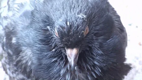 Sick dove closeup Video stock 92519063