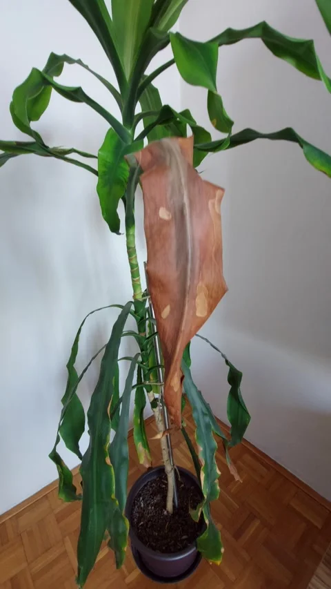 Sick Dragon Tree (Dracaena) Showing Signs of Overwatering or Underwatered Stress Stock Footage 333642640