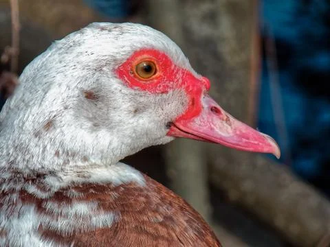 Sick duck. Close up. Stock Photos
