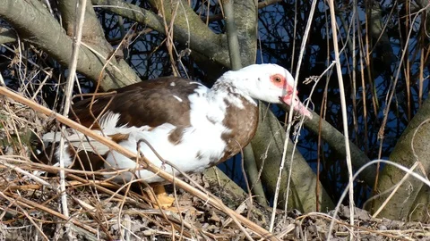 Sick duck on the river bank. Stock Footage 104898846