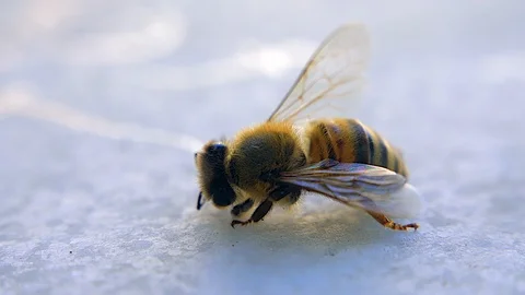 Sick dying bee moves slowly Stock Footage 116652346