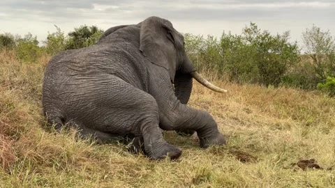 Sick elephant taking rest Stock Footage 204850360