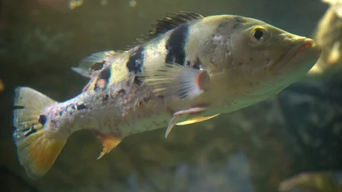 Sick fish in tank Stock-Footage 103105906
