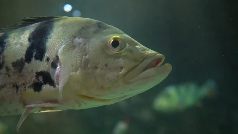 Sick fish in tank . Stockbeeldmateriaal 106662719