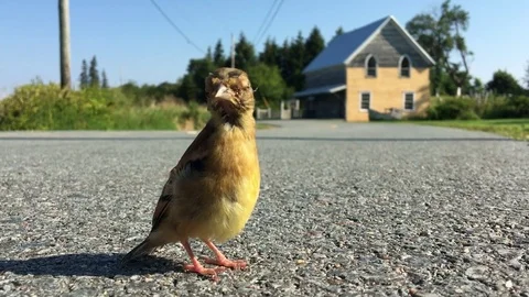 Sick fledging bird Stock Footage 79826037