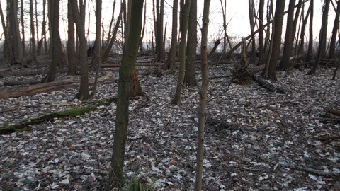 Sick forest with many broken trees on the ground after the storm 스톡 동영상 123980501