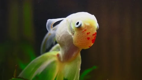 Sick goldfish swims upside down in aquarium. Stock Footage 149698873