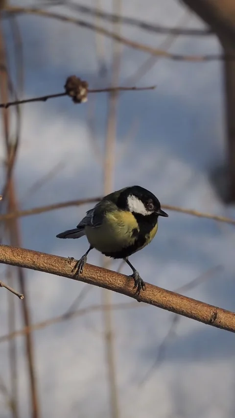 A sick great tit sits on a tree branch in winter Video stock 331929923