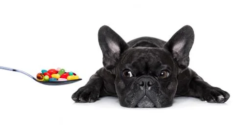 Sick ill dog 스톡 사진