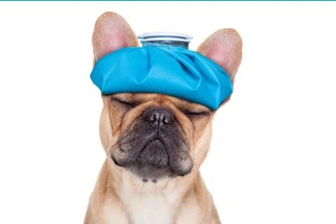 SICK ILL DOG Stock-Fotos