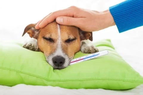 Sick ill dog Фото