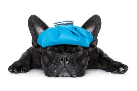 Sick ill dog Foto stock