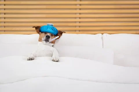 Sick  ill dog Stock-Fotos