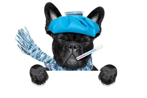 Sick ill dog Foto stock