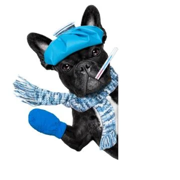 Sick ill dog Stockfoto's