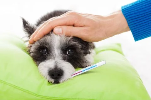 Sick ill dog 库存照片